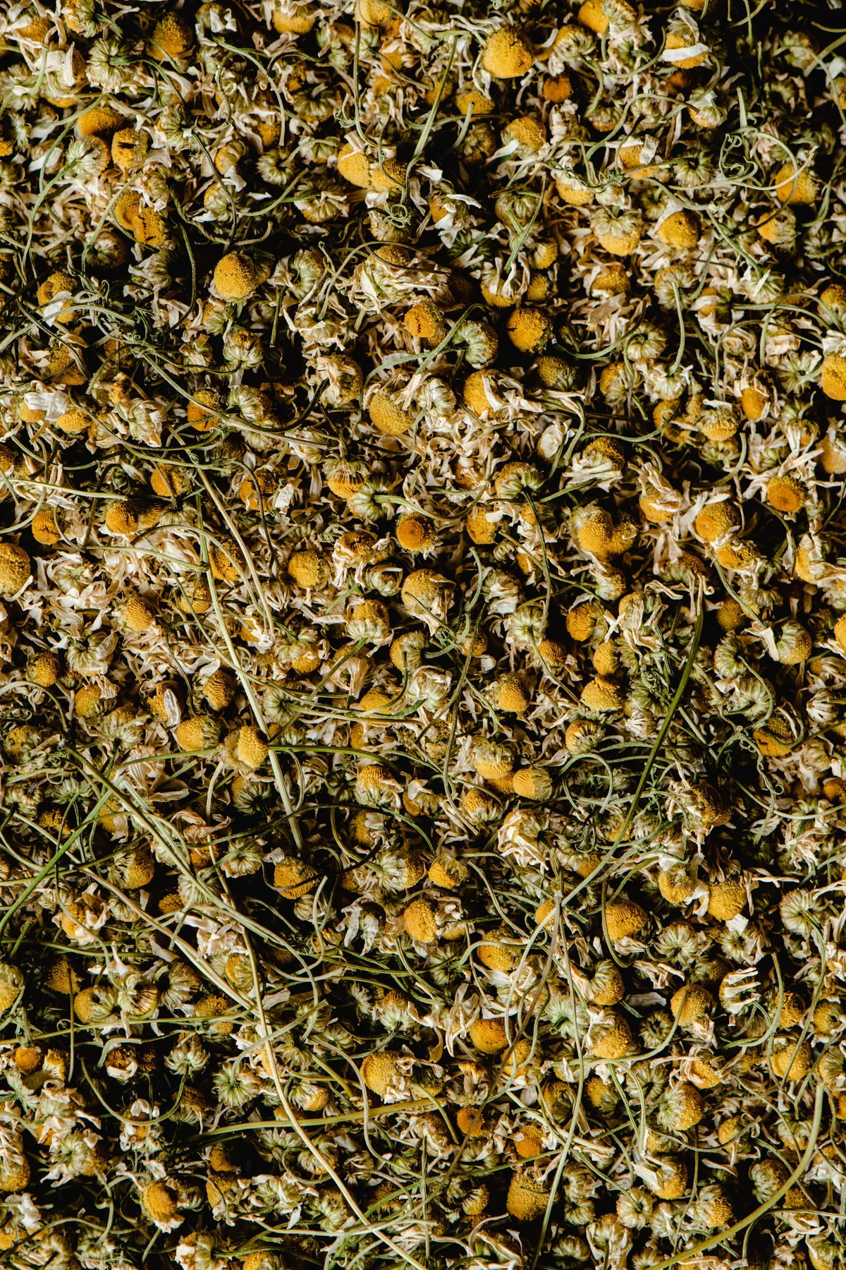 Chamomile
